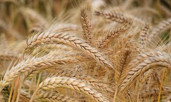 The rebirth of ancient and native varieties in Italy | AgriCook